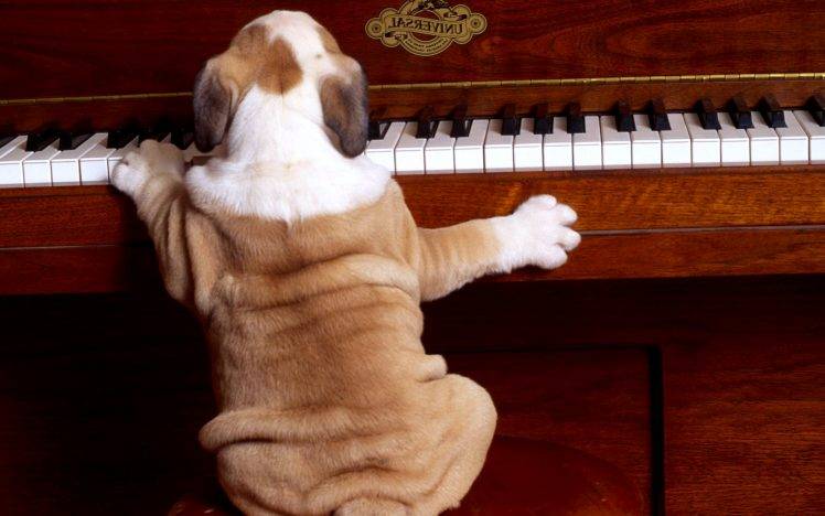 Funny Dog Playing Piano Best HD Wallpaper Desktop Background