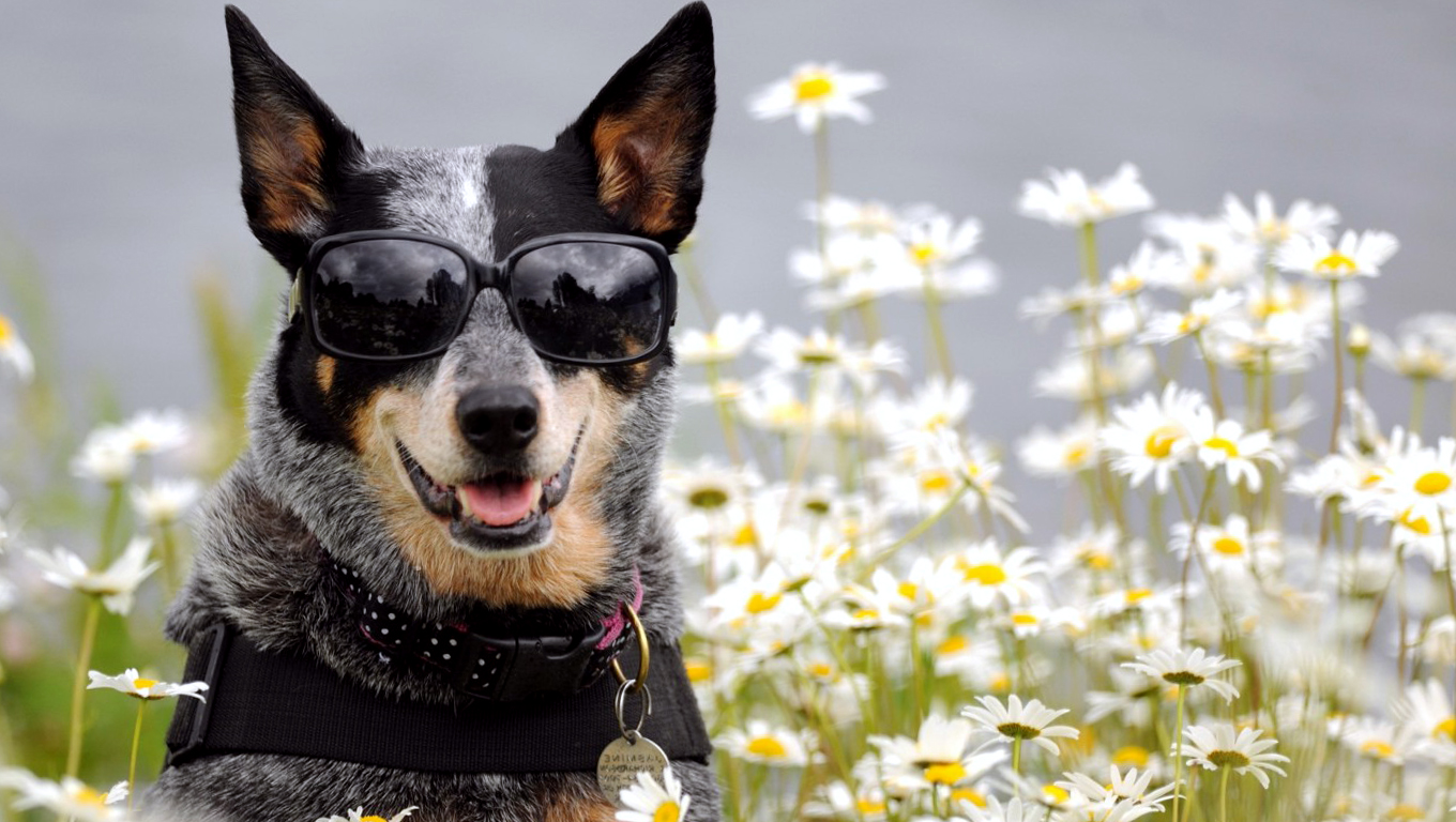 Funny Dog Wearing Glasses Full Wallpaper
