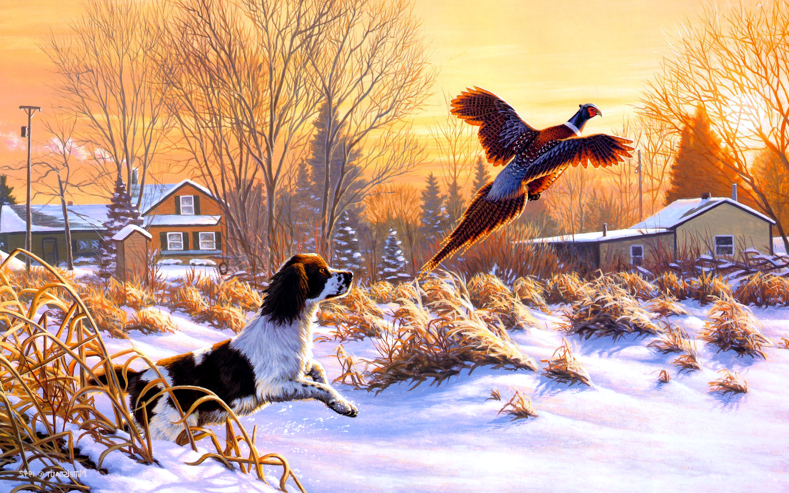 Funny Flying Dog And Bird Wallpaper