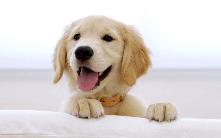 Funny Golden Puppies HD Wallpaper Desktop Background