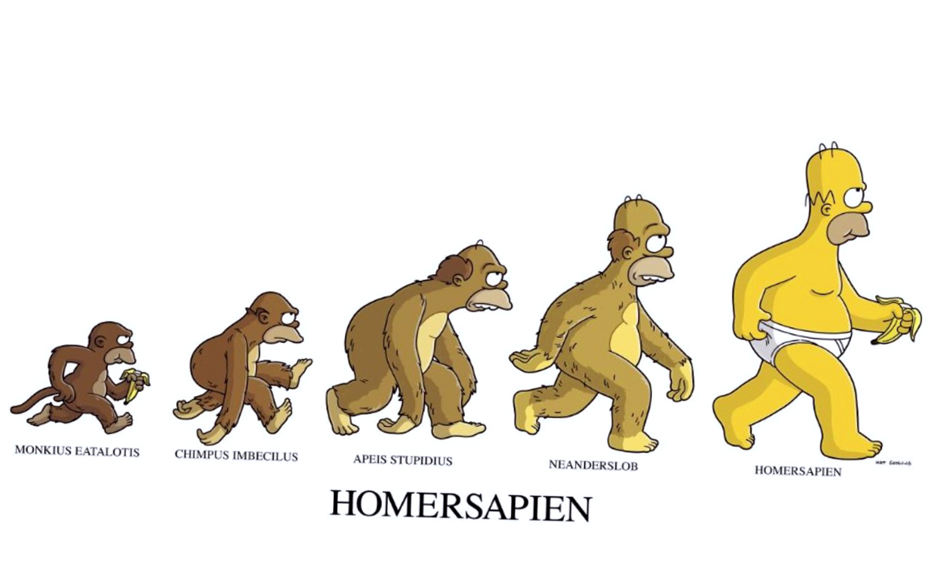 Funny Human Evolution Simpson Wallpaper