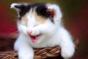 Funny Kitten Cat