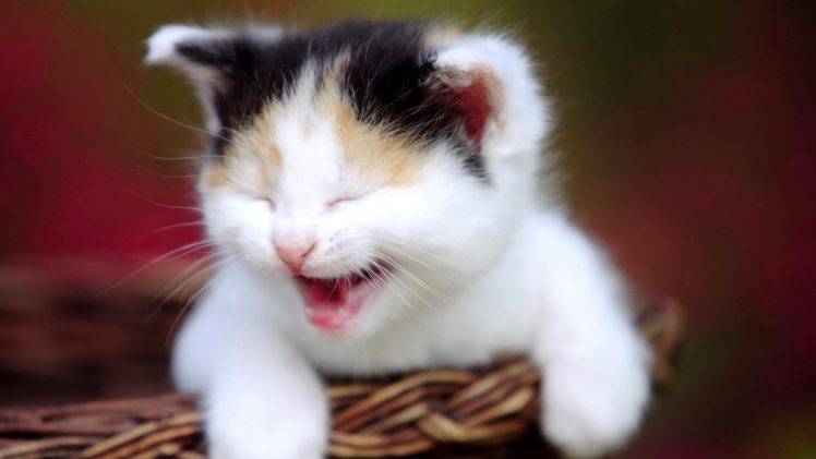 Funny Kitten Cat HD Wallpaper Desktop Background