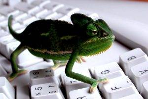 Funny Lizard On Keyboard Full