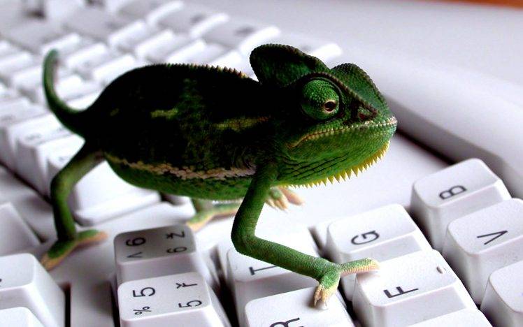 Funny Lizard On Keyboard Full HD Wallpaper Desktop Background
