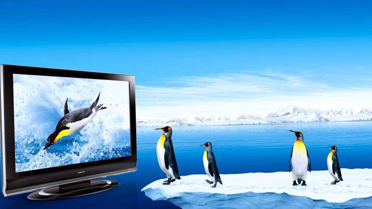 Funny Penguins Sign TV Picture HD Wallpaper Desktop Background