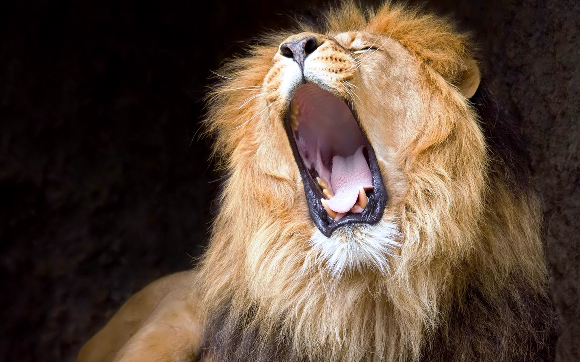 disneys lion king free online