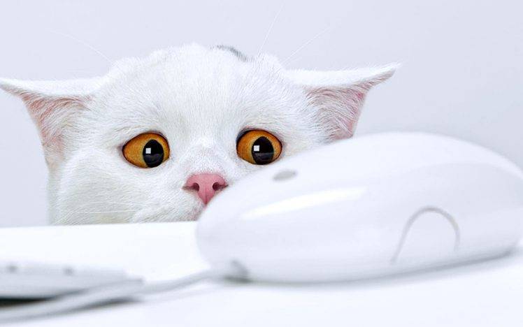 Funny White Cat HD Wallpaper Desktop Background