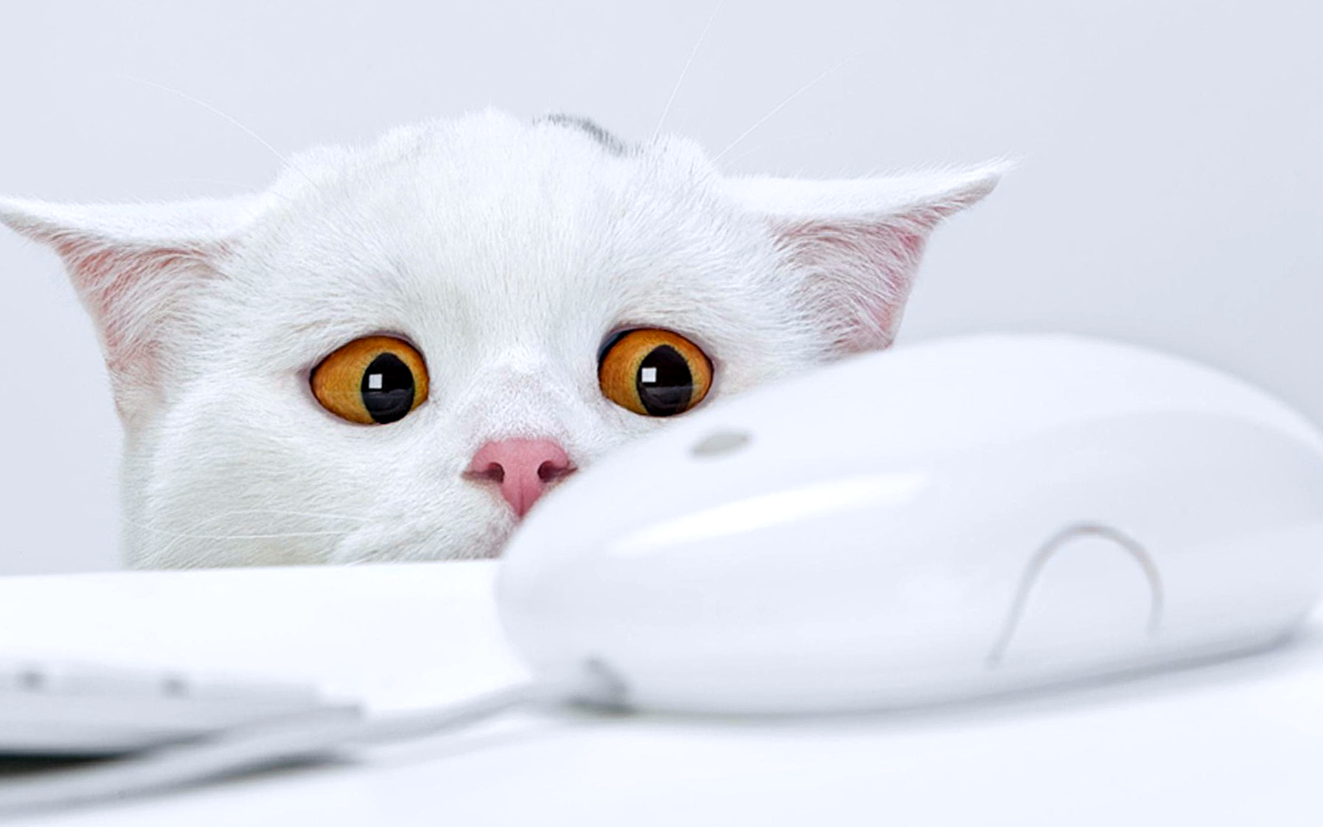 Funny White Cat Wallpapers HD / Desktop and Mobile Backgrounds