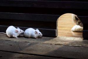 White Mice Funny Photos