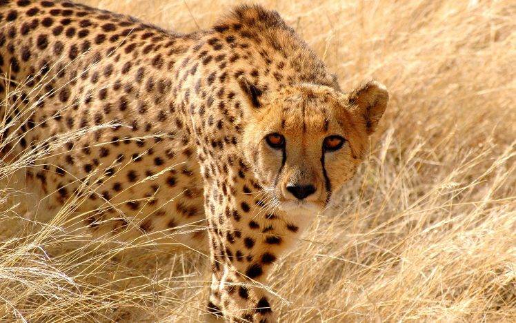 Africa Cheetah HD Wallpaper Desktop Background