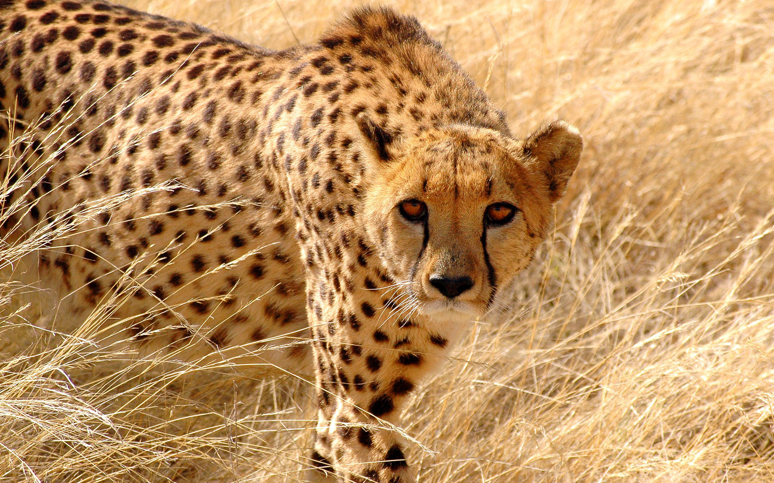 Africa Cheetah Wallpaper