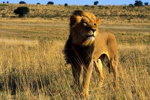 Africa Lion King Full
