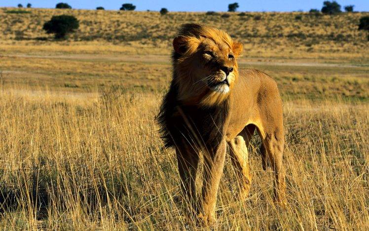 Africa Lion King Full HD Wallpaper Desktop Background