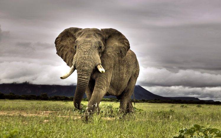 African Elephant HD Wallpaper Desktop Background