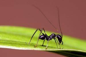 Amazing Black Ant
