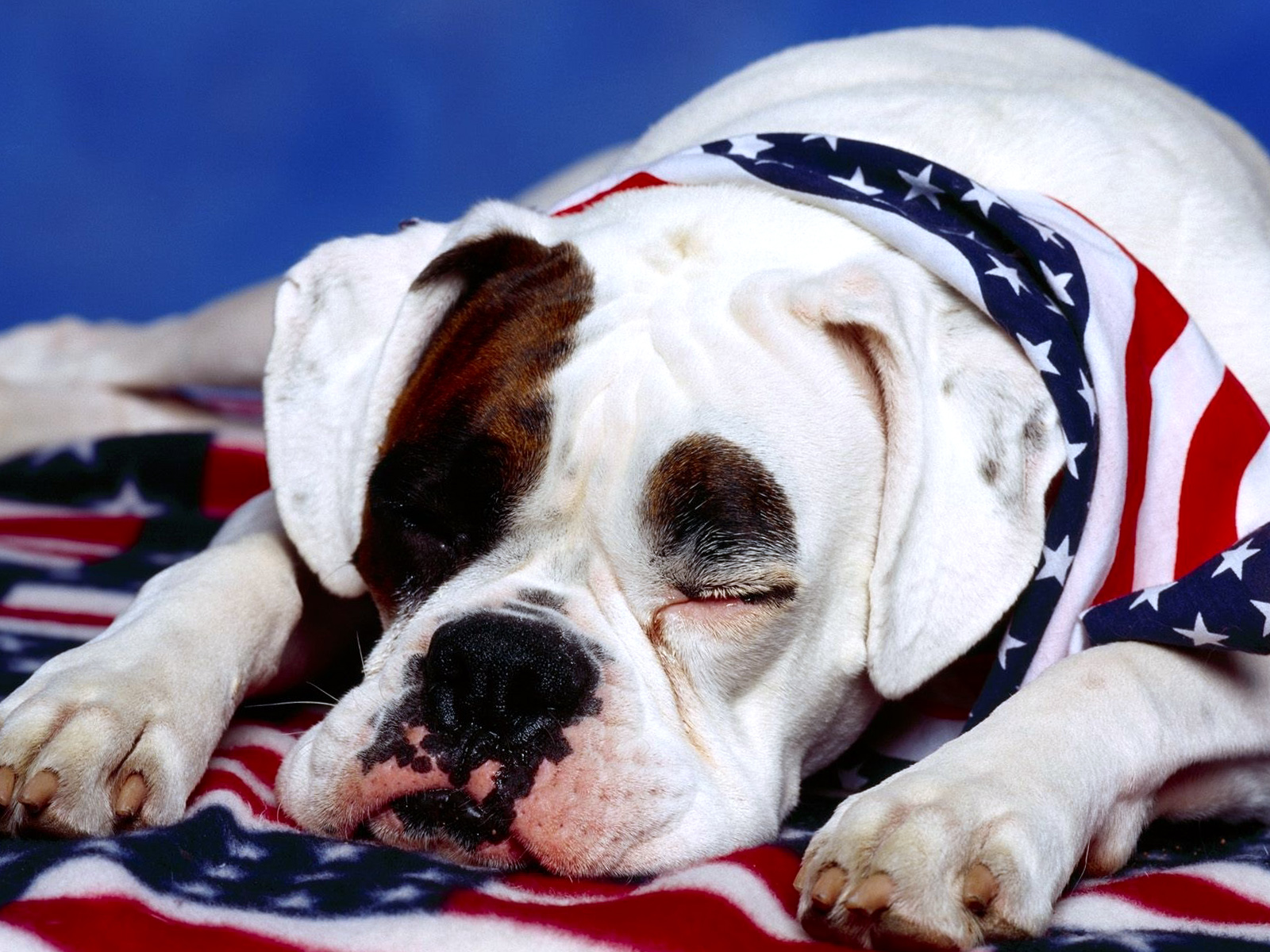 American Pitbull Dog Wallpeper Picture Wallpaper