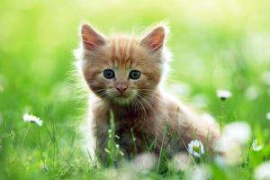 Awesome Cute Baby Cat