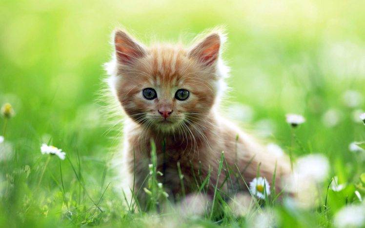 Awesome Cute Baby Cat HD Wallpaper Desktop Background