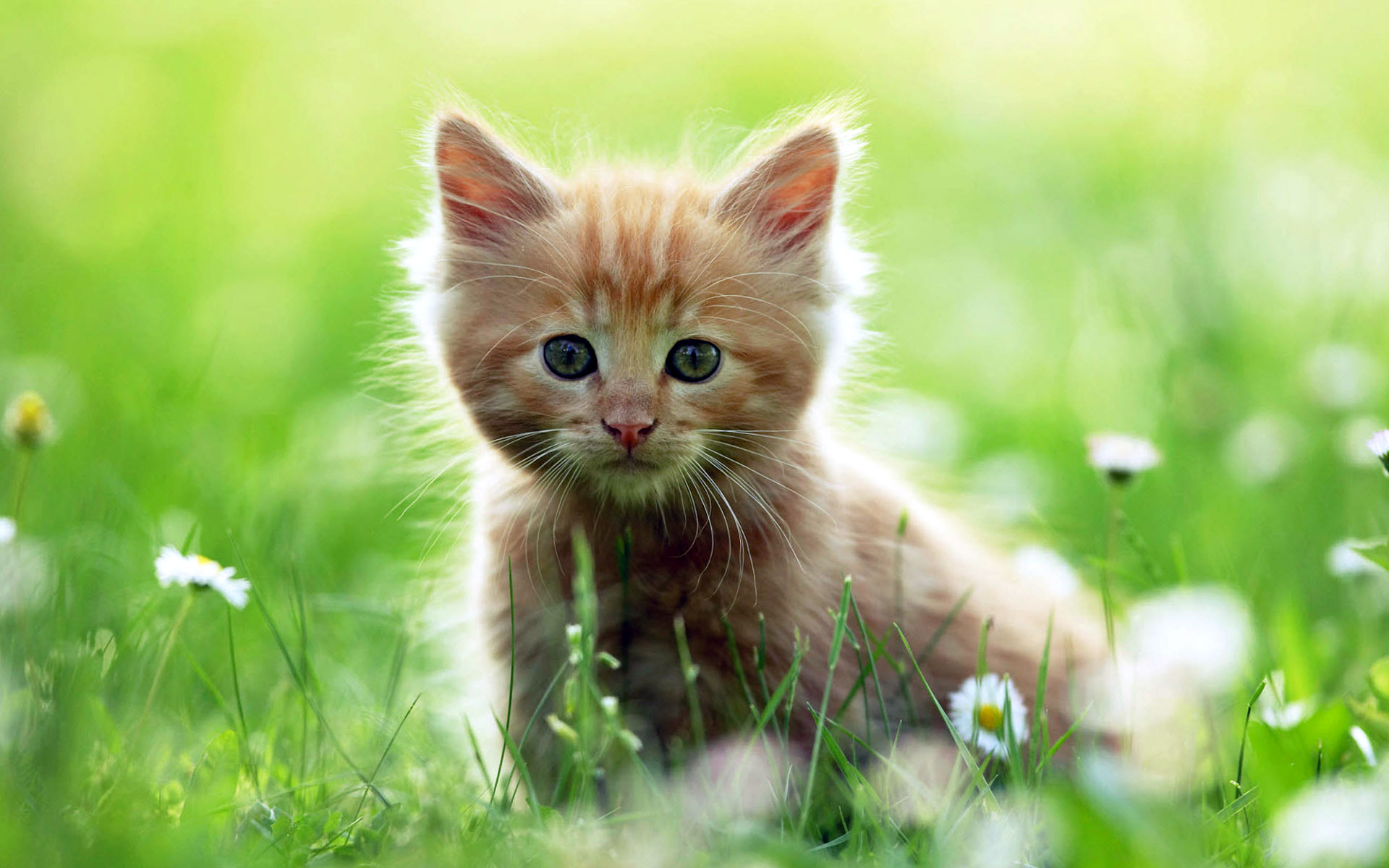 Awesome Cute Baby Cat Wallpaper