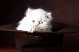 Baby White Cat In Black Hat