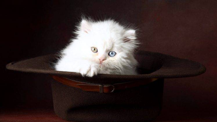 Baby White Cat In Black Hat HD Wallpaper Desktop Background