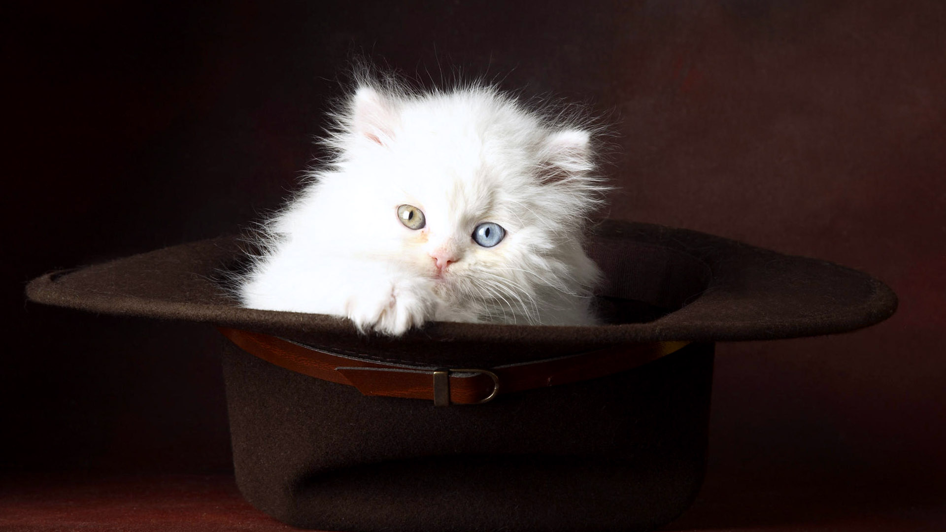Baby White Cat In Black Hat Wallpaper