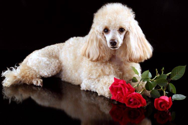 Beautiful Dog And Roses Free Download HD Wallpaper Desktop Background