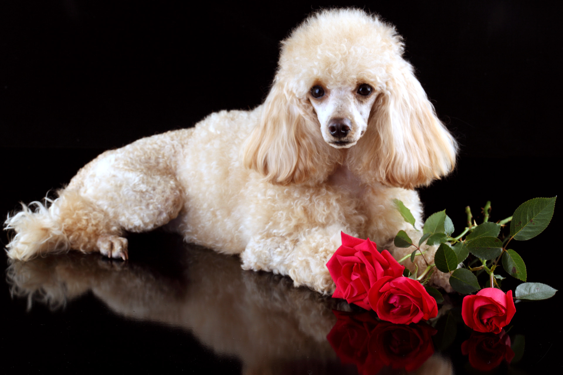 Beautiful Dog And Roses Free Download Wallpaper