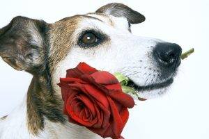 Beautiful Dog Love Rose Pics