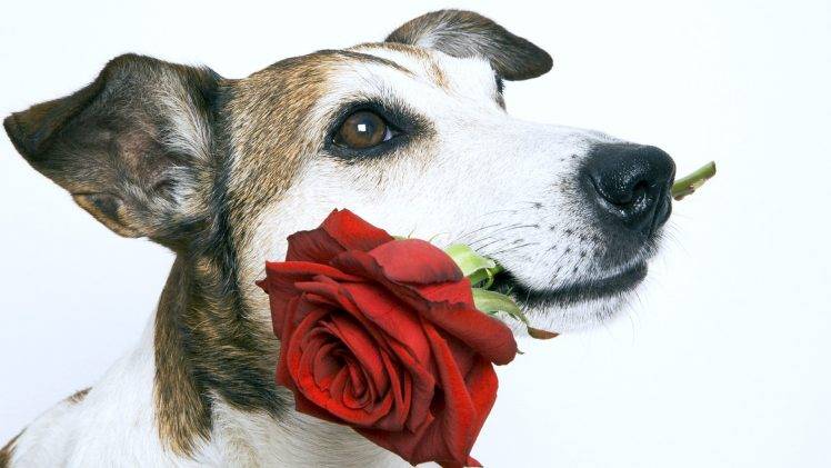 Beautiful Dog Love Rose Pics HD Wallpaper Desktop Background
