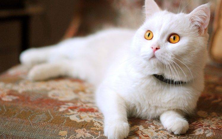 Beautiful Eyes White Cat HD Wallpaper Desktop Background