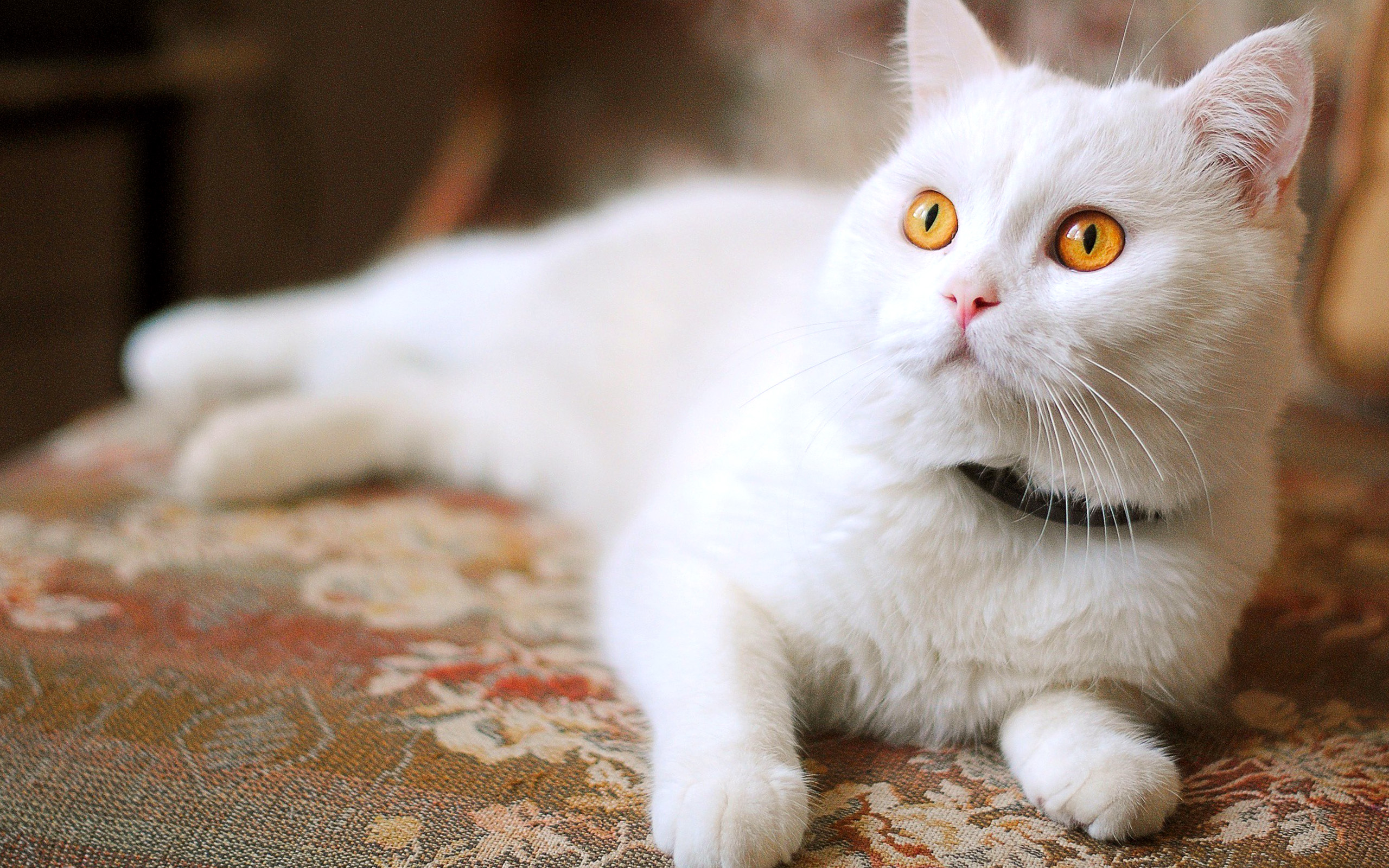 Beautiful Eyes White Cat Wallpaper