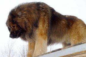 Beautiful Leonberger Dog