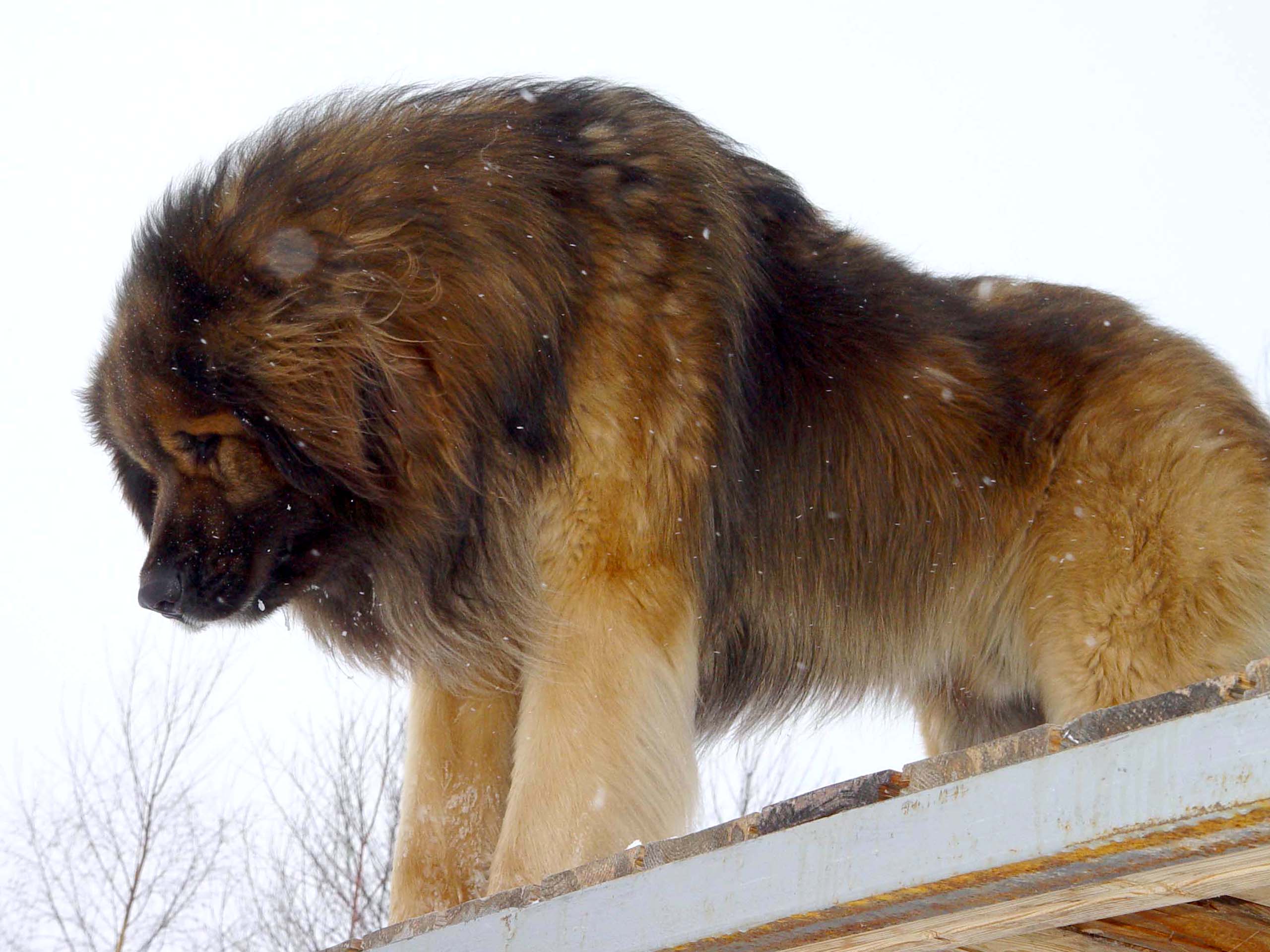 Beautiful Leonberger Dog Wallpaper