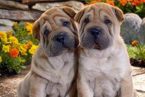 Beautiful Twin Dogs Pictures