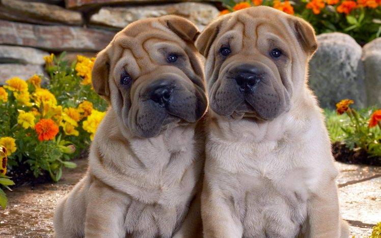 Beautiful Twin Dogs Pictures HD Wallpaper Desktop Background