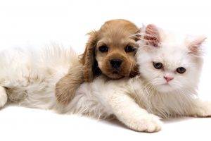 Best Dog And White Cat