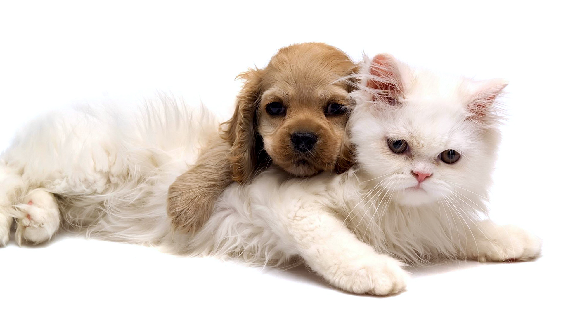 Best Dog And White Cat Wallpaper