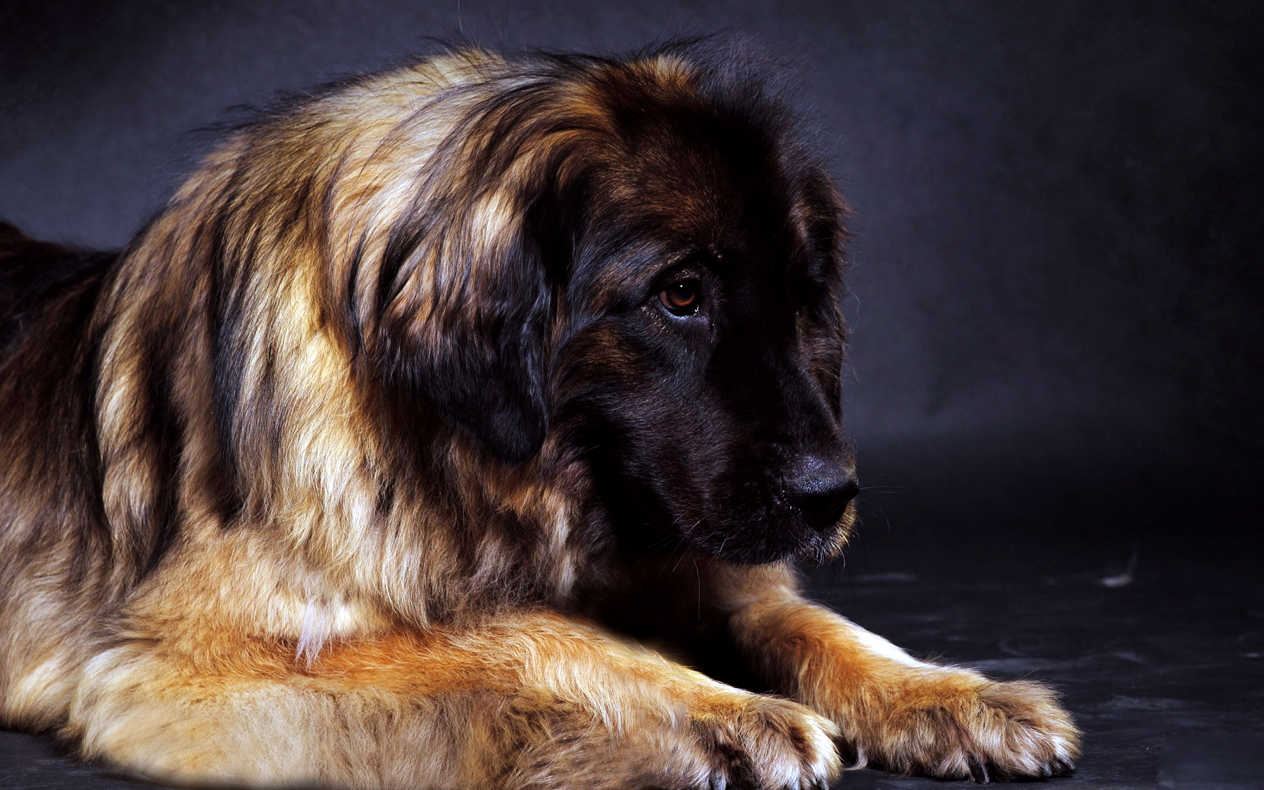 Best Leonberger Dog Free Download Wallpaper