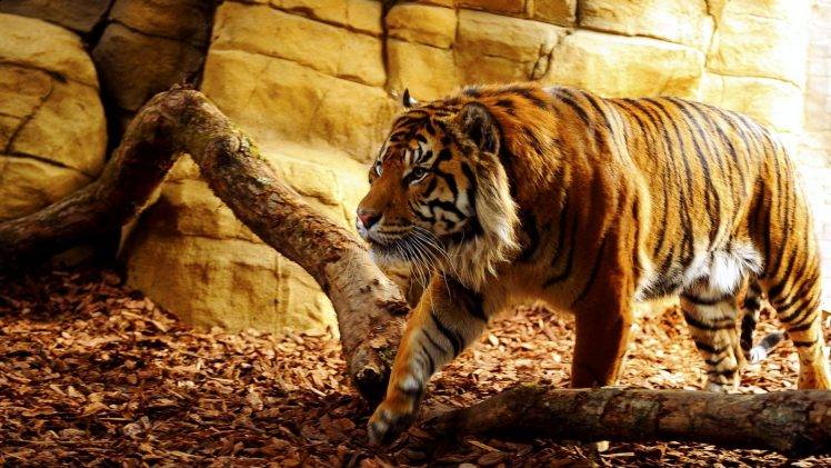 Best Tiger HD Wallpaper Desktop Background