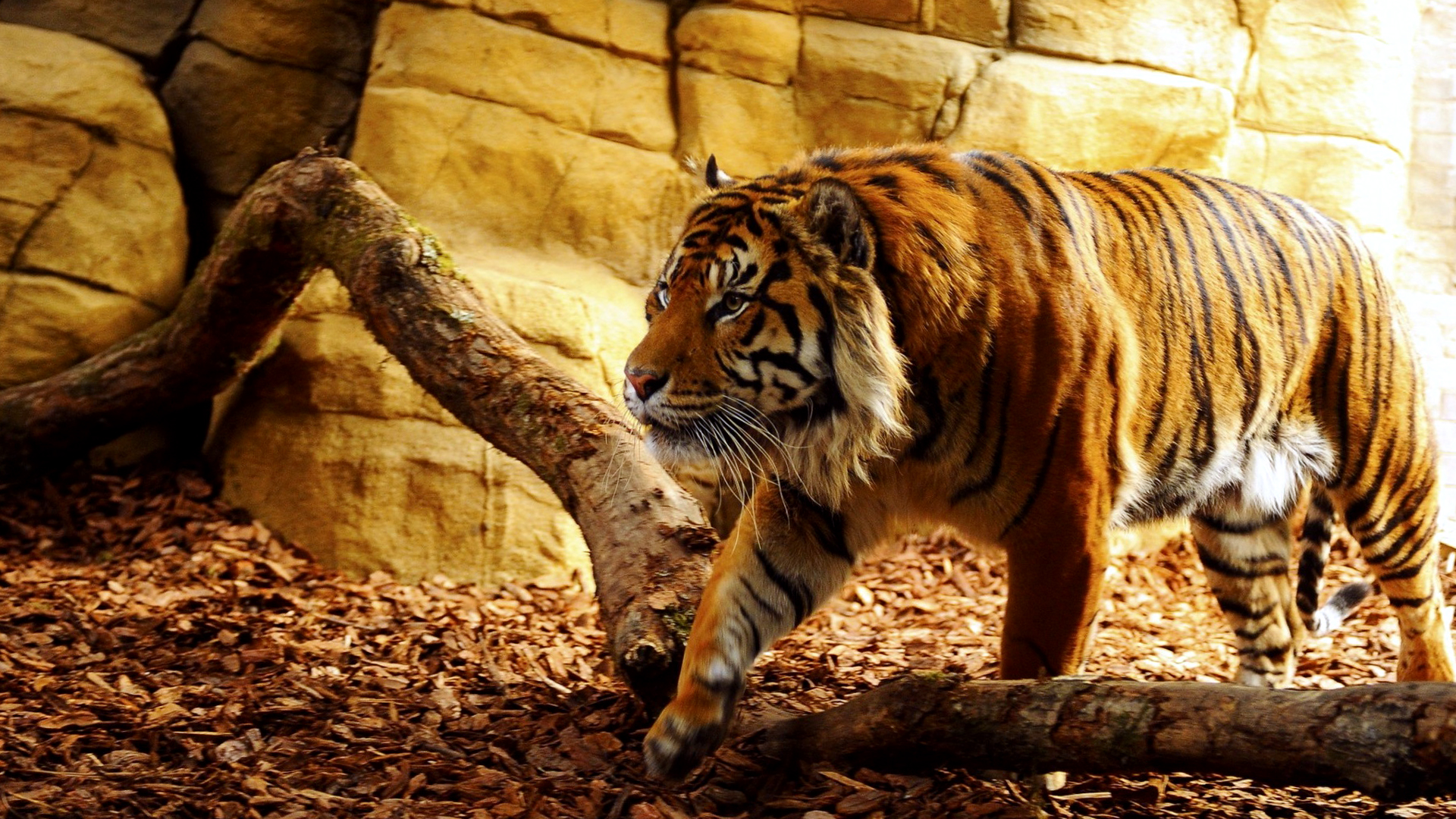 Тигр на уступе без смс