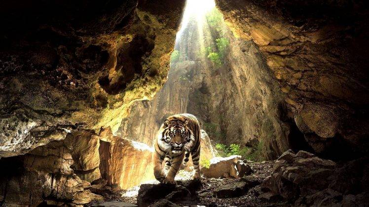 Best Tiger Animal Full HD Wallpaper Desktop Background