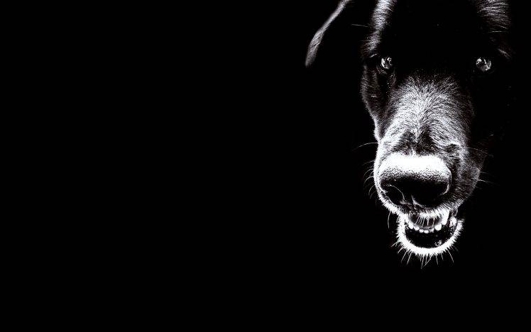Black Dog Crazy HD Wallpaper Desktop Background