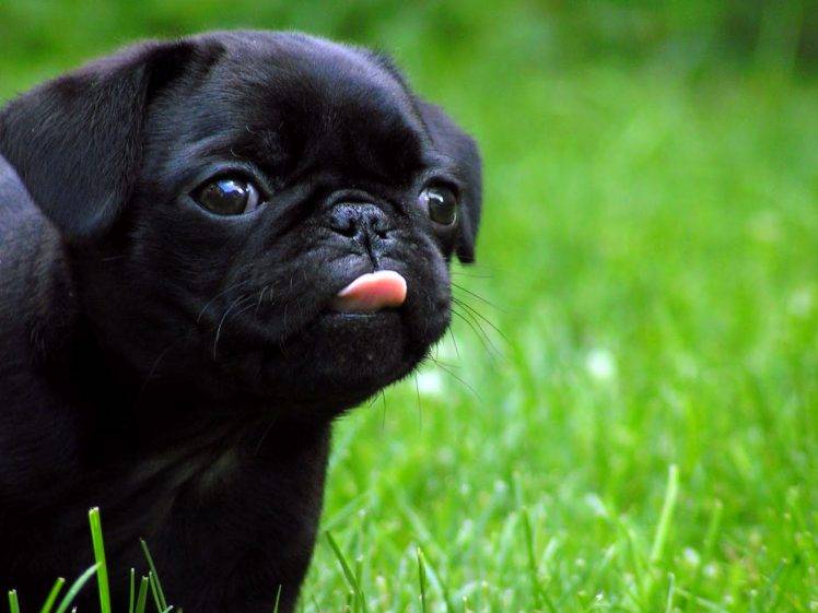 Black Dog Puppies Best HD Wallpaper Desktop Background