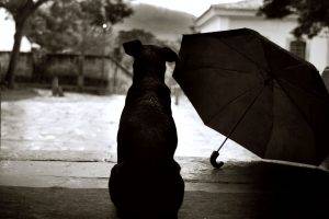 Black Dog Sad Rain Picture