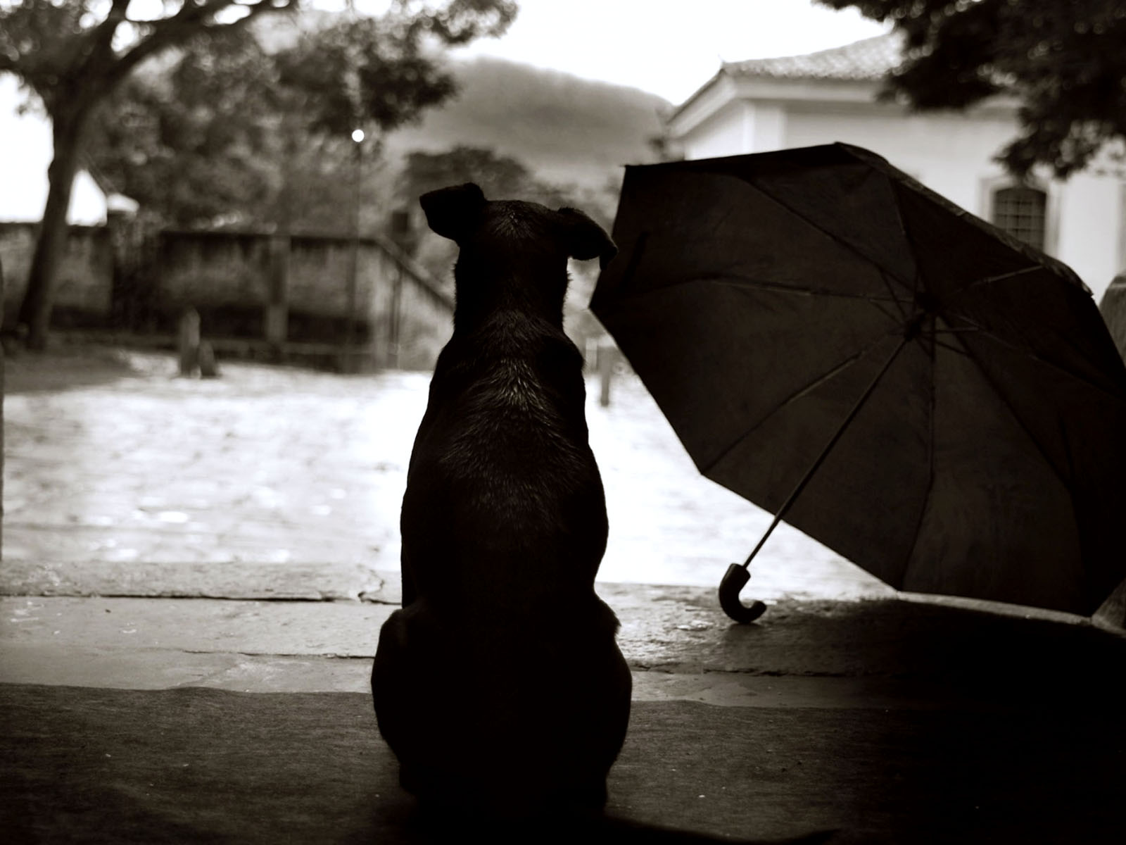 Black Dog Sad Rain Picture Wallpaper