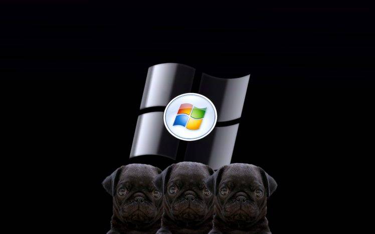 Black Dog Windows HD Wallpaper Desktop Background