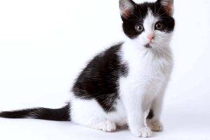 Black White Cat Kitten