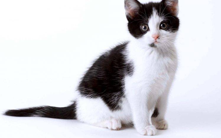 Black White Cat Kitten HD Wallpaper Desktop Background